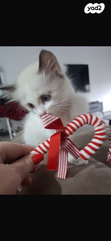 תמונת מודעה - חיות מחמד