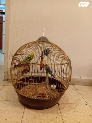 תמונת מודעה - חיות מחמד