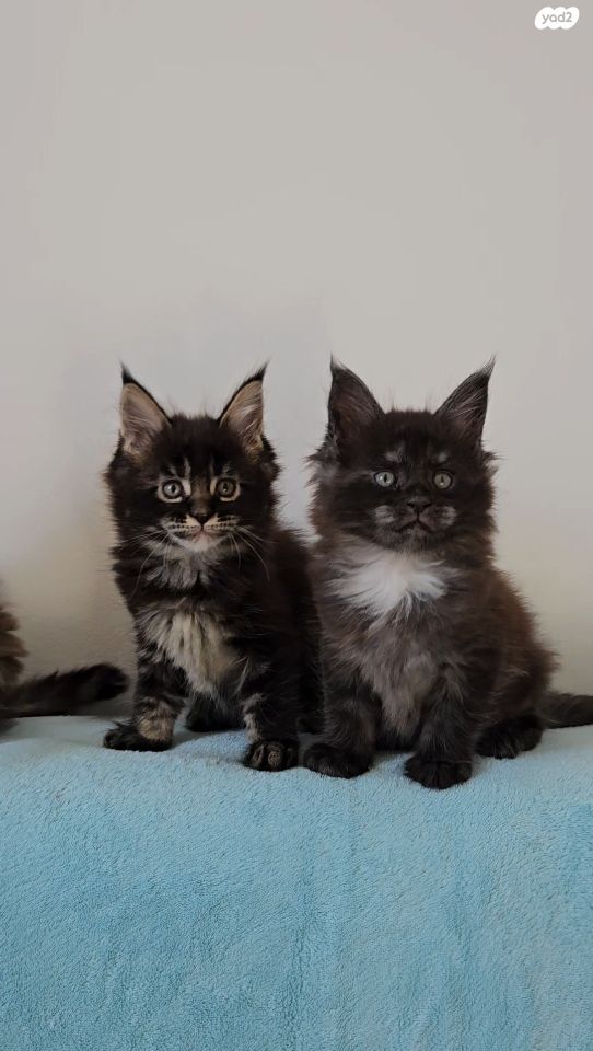 תמונת מודעה - חיות מחמד