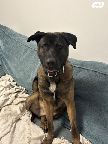 תמונת מודעה - חיות מחמד