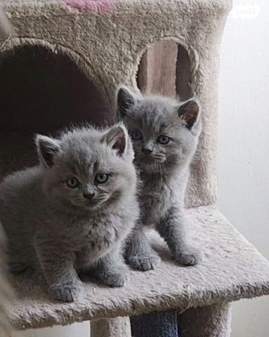 תמונת מודעה - חיות מחמד