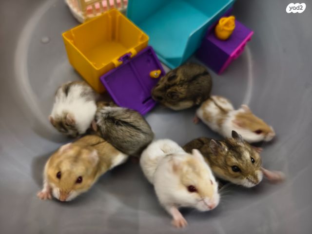 תמונת מודעה - חיות מחמד