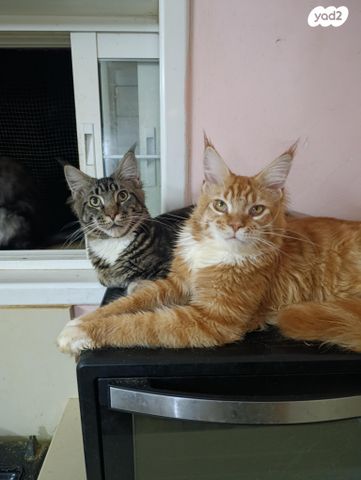 תמונת מודעה - חיות מחמד