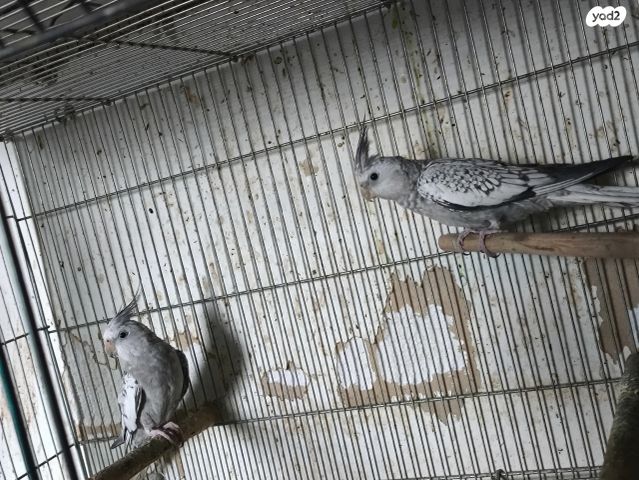 תמונת מודעה - חיות מחמד