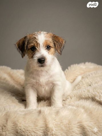 תמונת מודעה - חיות מחמד