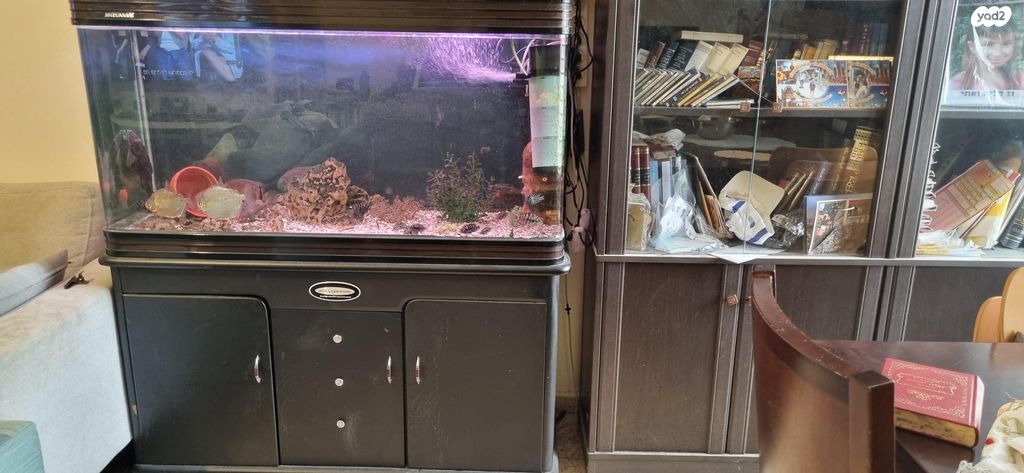 תמונת מודעה - חיות מחמד