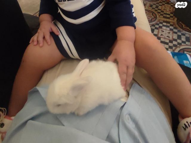 תמונת מודעה - חיות מחמד