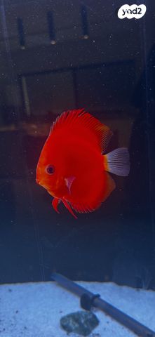 תמונת מודעה - חיות מחמד