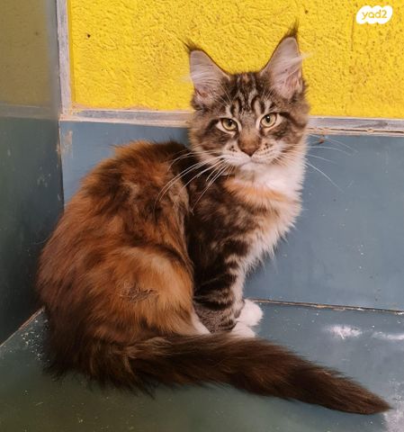 תמונת מודעה - חיות מחמד