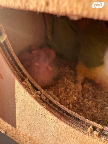 תמונת מודעה - חיות מחמד