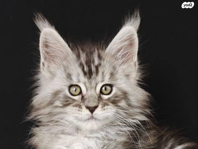 תמונת מודעה - חיות מחמד