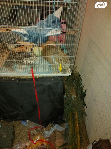 תמונת מודעה - חיות מחמד