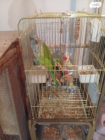 תמונת מודעה - חיות מחמד