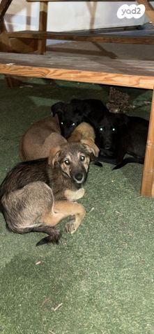 תמונת מודעה - חיות מחמד