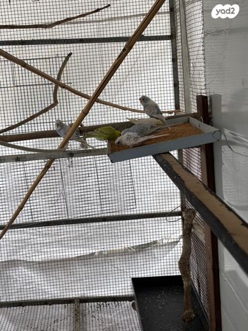 תמונת מודעה - חיות מחמד