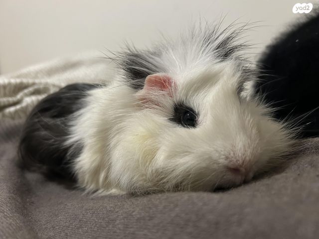 תמונת מודעה - חיות מחמד