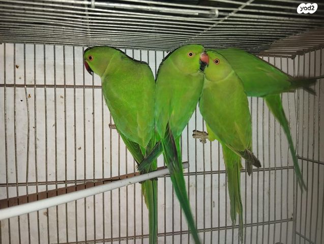 תמונת מודעה - חיות מחמד