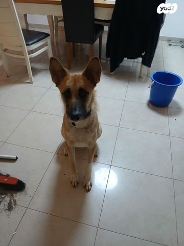 כלב רועה בלגי