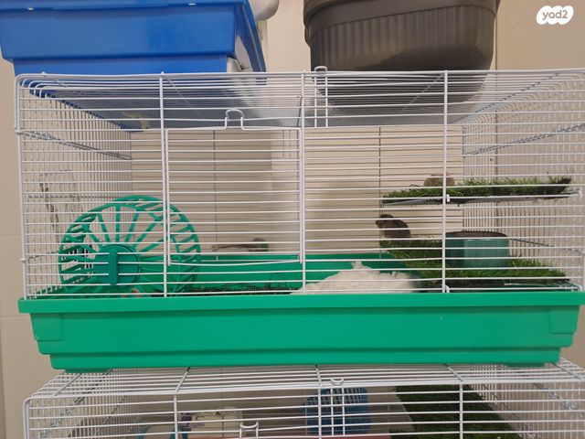 מכרסם אוגר סיבירי