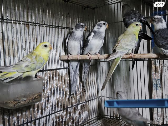 תוכי פרקיטים אוסטרלים