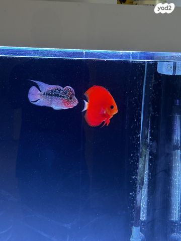 דג ציקלידים