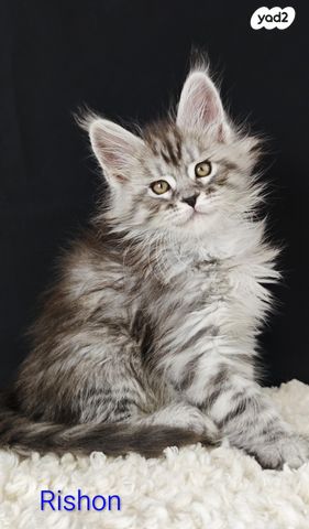 חתול מיין קון