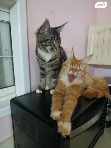 חתול מיין קון