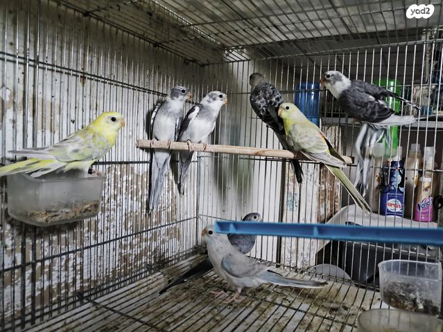 תוכי פרקיטים אוסטרלים