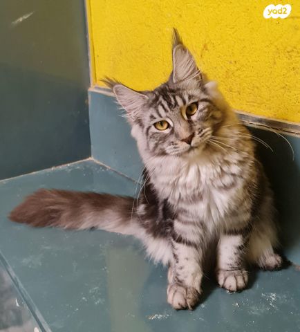 חתול מיין קון