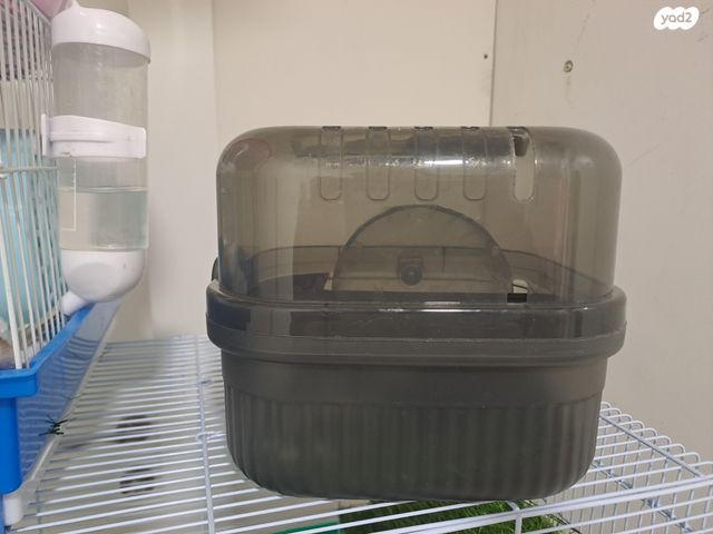 מכרסם אוגר סיבירי