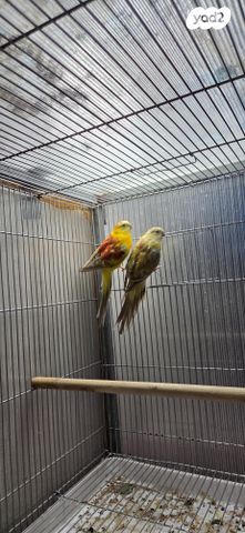 תוכי פרקיטים אוסטרלים