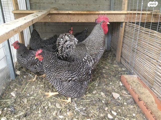 חיית משק פלימות רוק