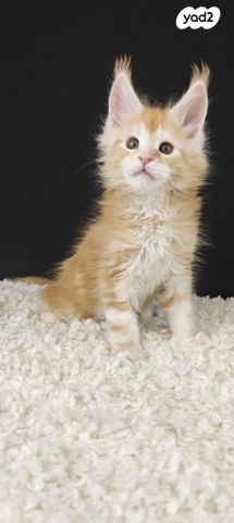 חתול מיין קון