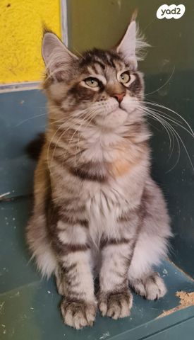 חתול מיין קון