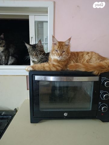 חתול מיין קון