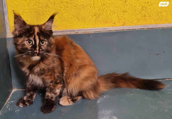 חתול מיין קון