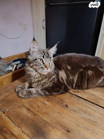 חתול מיין קון