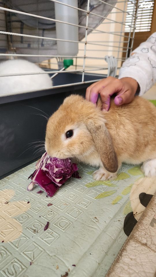 מכרסם ארנב שמוט אוזניים