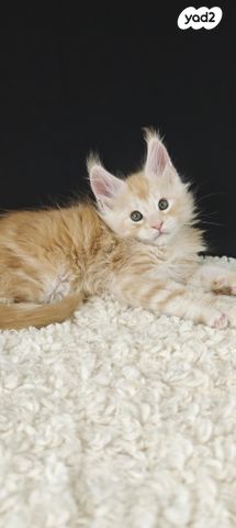 חתול מיין קון