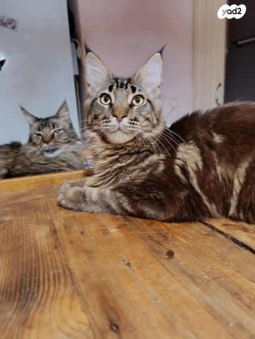 חתול מיין קון