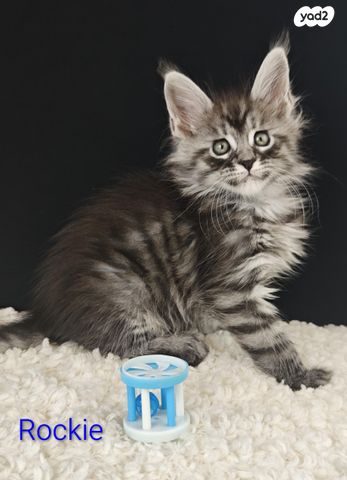 חתול מיין קון