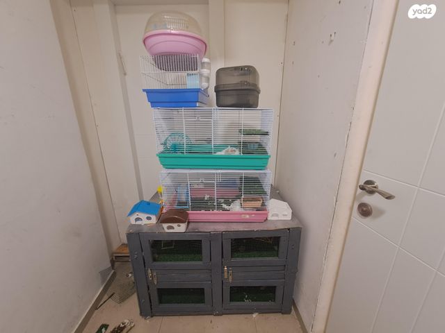 מכרסם אוגר סיבירי