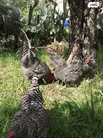 חיית משק פלימות רוק