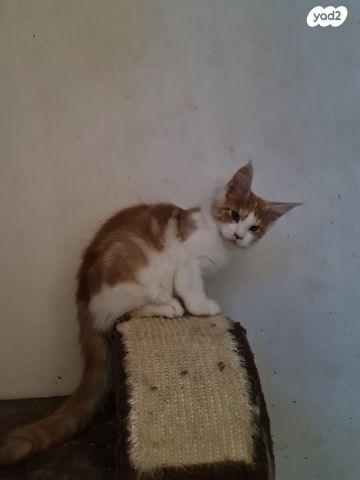 חתול מיין קון