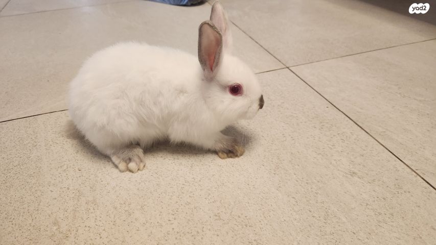 מכרסם ארנב שמוט אוזניים