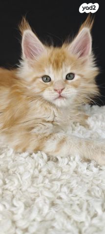 חתול מיין קון