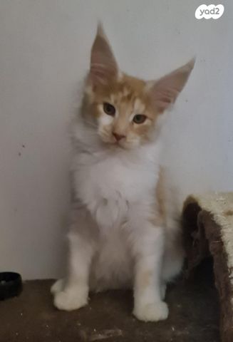 חתול מיין קון