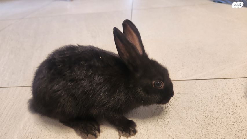 מכרסם ארנב שמוט אוזניים