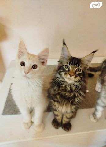 חתול מיין קון