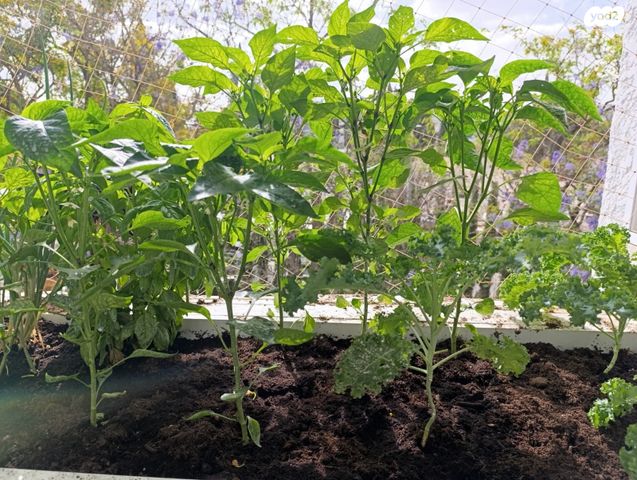 דירה, על כנפי נשרים 9, קדמת ראשון, ראשון לציון